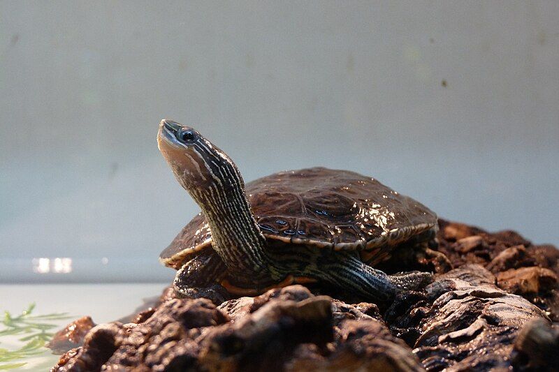 File:Mauremys rivulata captive.JPG