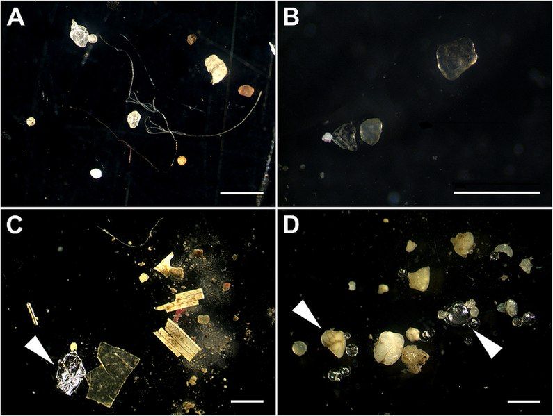 File:Microplastics in sediments.jpg