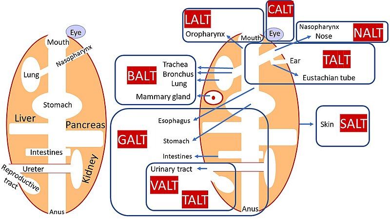 File:Mucosal systems.jpg