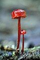 Mycena viscidocruenta