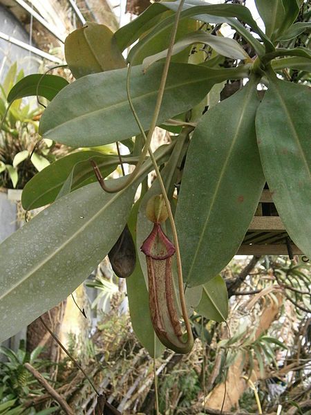 File:Nepenthes sp. 01.JPG