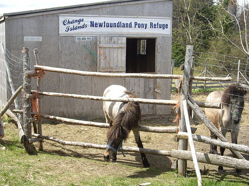 File:Newfoundland Ponies.jpg