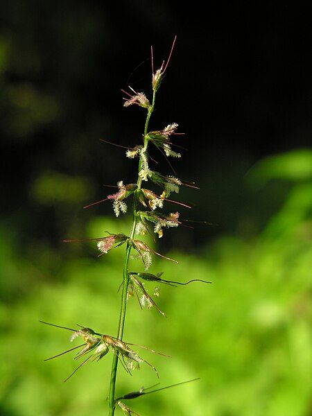 File:Oplismenus undulatifolius DSCN0094.JPG