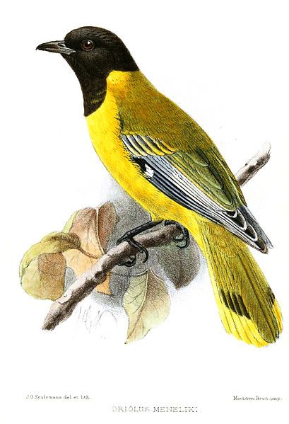 File:OriolusMenelikiKeulemans.jpg