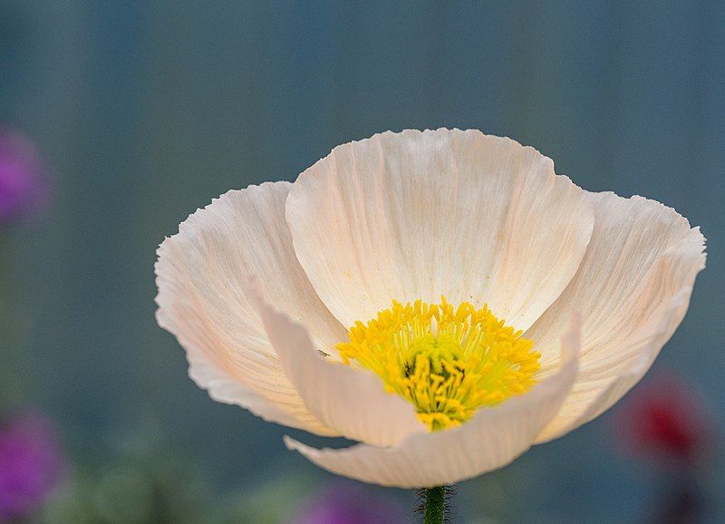 File:Pale Poppy (50714590).jpeg