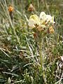 Pedicularis tuberosa