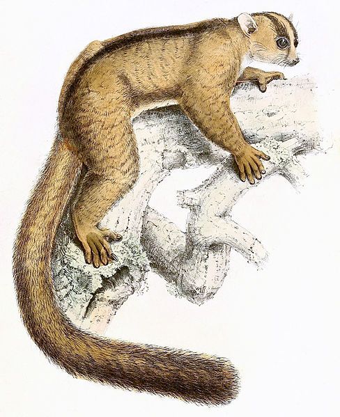 File:Phaner furcifer 1868.jpg