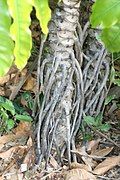 Detail of aerial roots and leaf scars on trunk of plant