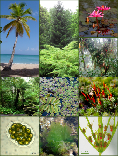 File:Plants 1.png