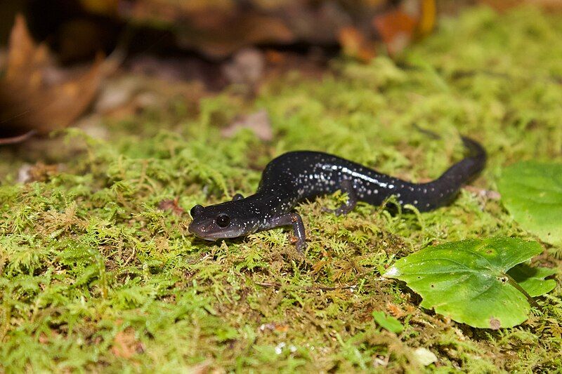 File:Plethodon teyahalee 53422101.jpg