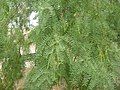 Honey mesquite foliage