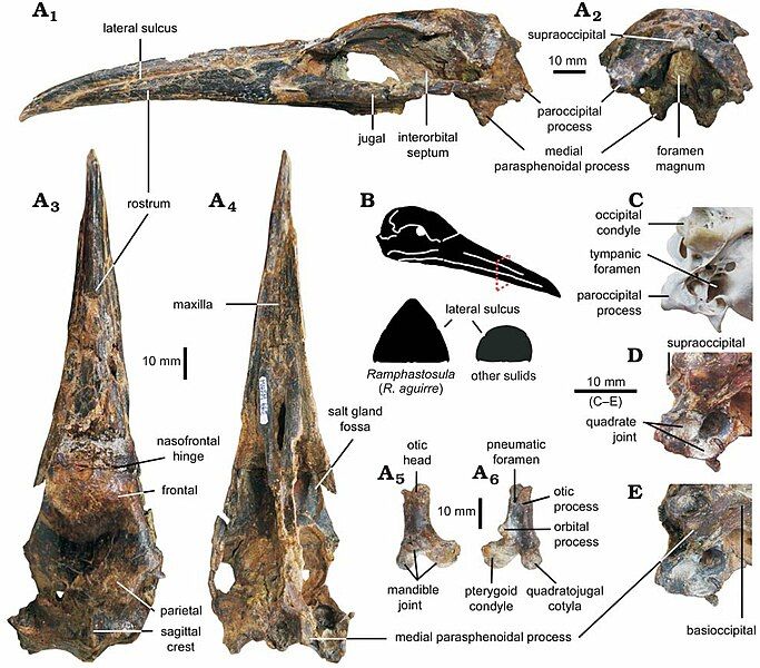 File:Ramphastosula aguirrei.jpg