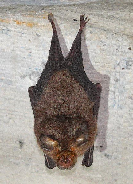 File:Rhinolophus keyensis 247104551.jpg