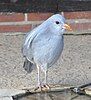 The enigmatic New Caledonian kagu