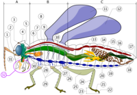 Insect anatomy diagram