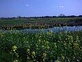 A view of Mustard Flower Near Daali