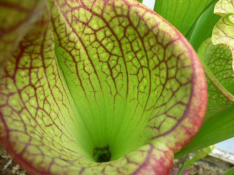 File:Sarracenia 3.jpg