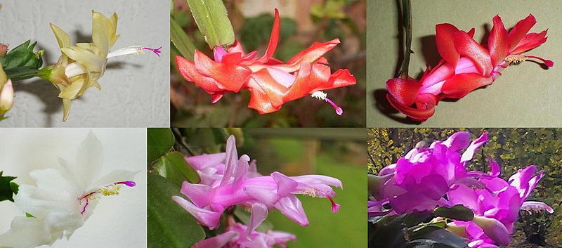 File:Schlumbergera cultivars variation.jpg