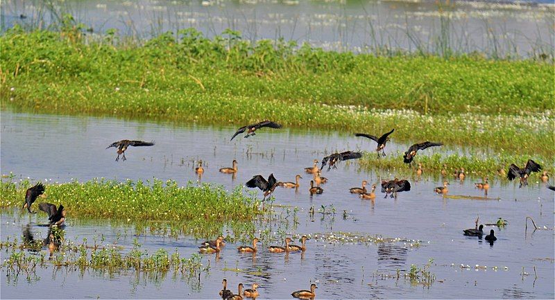 File:Sirpur Biodiversity 2.jpg