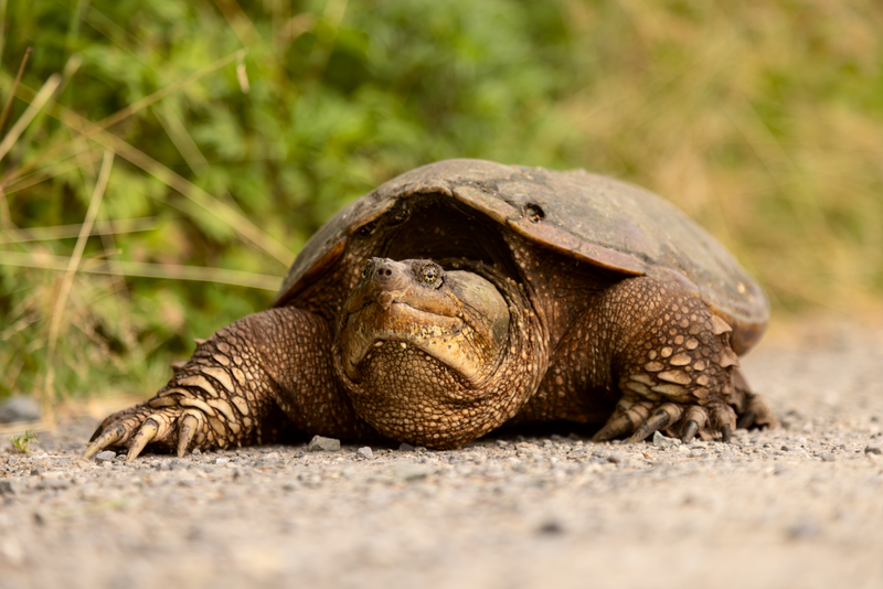 File:Snapping Turtle Heinz.png