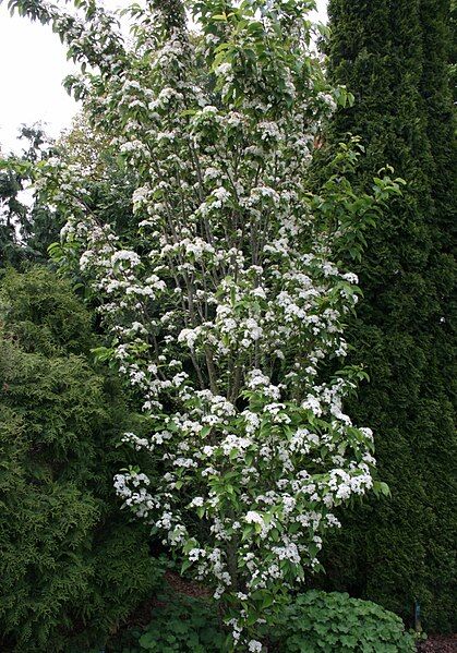 File:Sorbus-alnifolia-habit.JPG