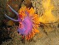 Spanish shawl - found on the Galapagos