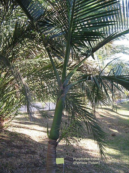 File:St.leu-conservatoire.botanique.des.mascarins-Hyophorbe.indica.JPG