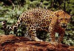 Standing jaguar