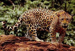 Jaguar