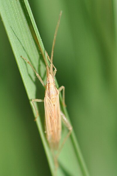 File:Stenodema laevigata 1.JPG