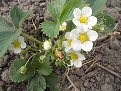 Strawberry blossoms.