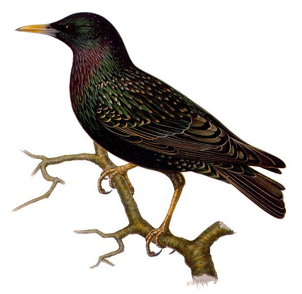 File:Sturnus vulgaris m.jpg