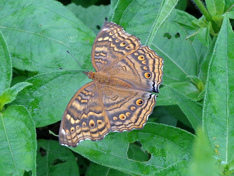 File:The Golden Pansy.JPG