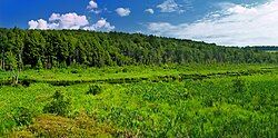 Plews Swamp in the Florence Shelly Preserve