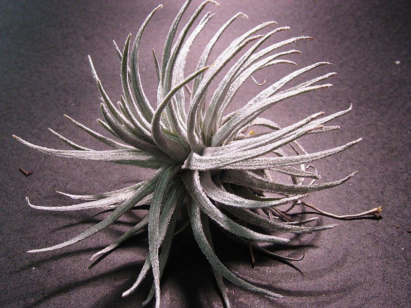 File:Tillandsia mauryana (43971548).jpg