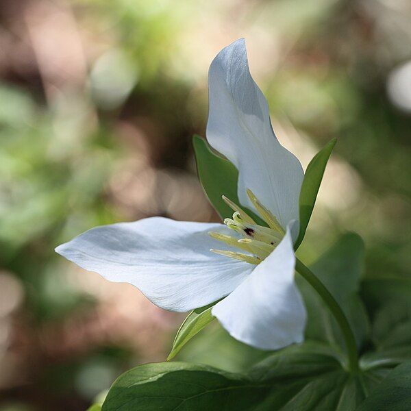 File:Trillium camschatcense 2.jpg