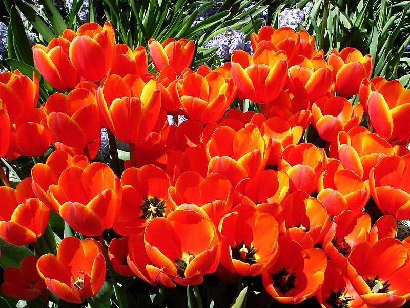 File:Tulips-6687.jpg