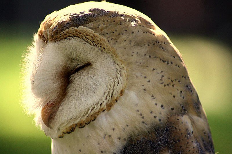 File:Tyto alba side.JPG