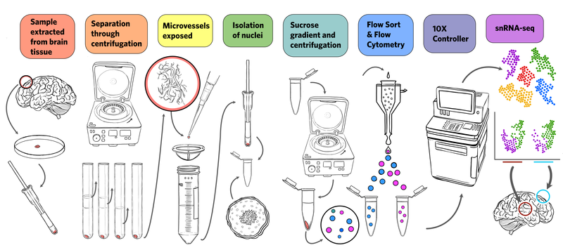 File:VINE-seq Methodology.png