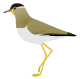 Yellow-wattled Lapwing