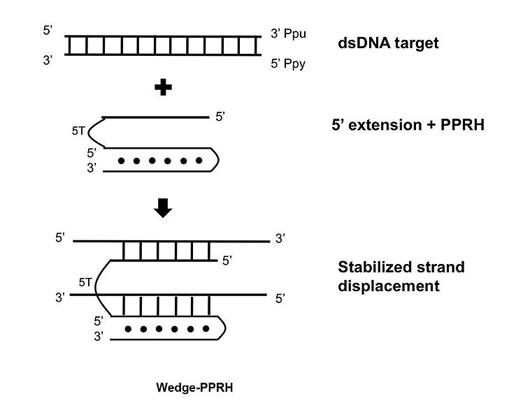 File:Wedge-PPRH.jpg