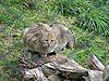 European wildcat