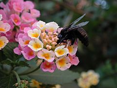 Xylocopa californica