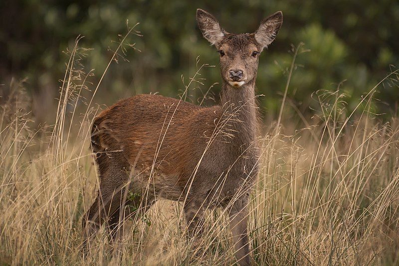 File:Young red deer.jpg