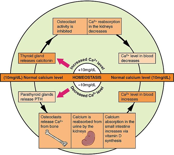 File:625 Calcium Homeostasis.jpg