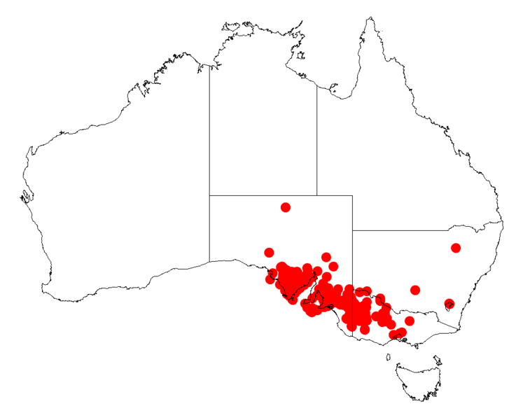 File:Acacia euthycarpaDistMap337.png