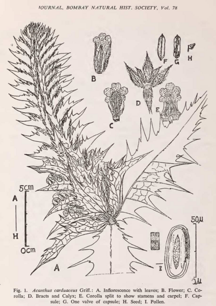 File:Acanthus carduaceus.png