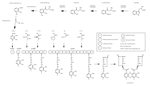 File:Actinomycin D Biosynthesis.svg