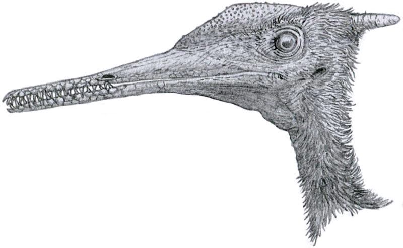 File:Aerodactylus portrait.png