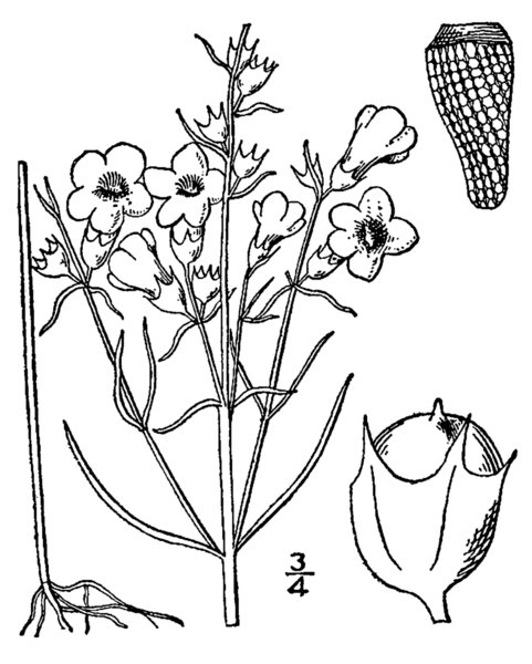 File:Agalinis paupercula drawing.png